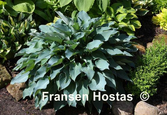 Hosta Deane's Dream